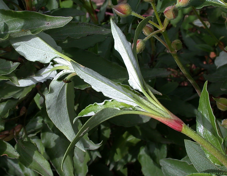 Cistus laurifolius / Cisto maggiore